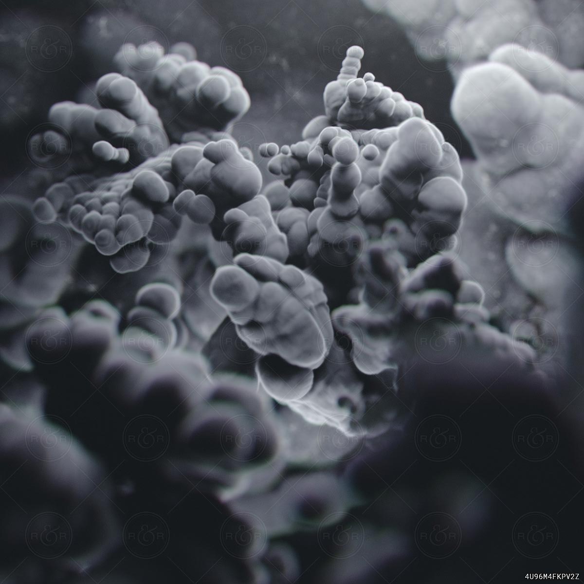 Microbial by Raw & Rendered