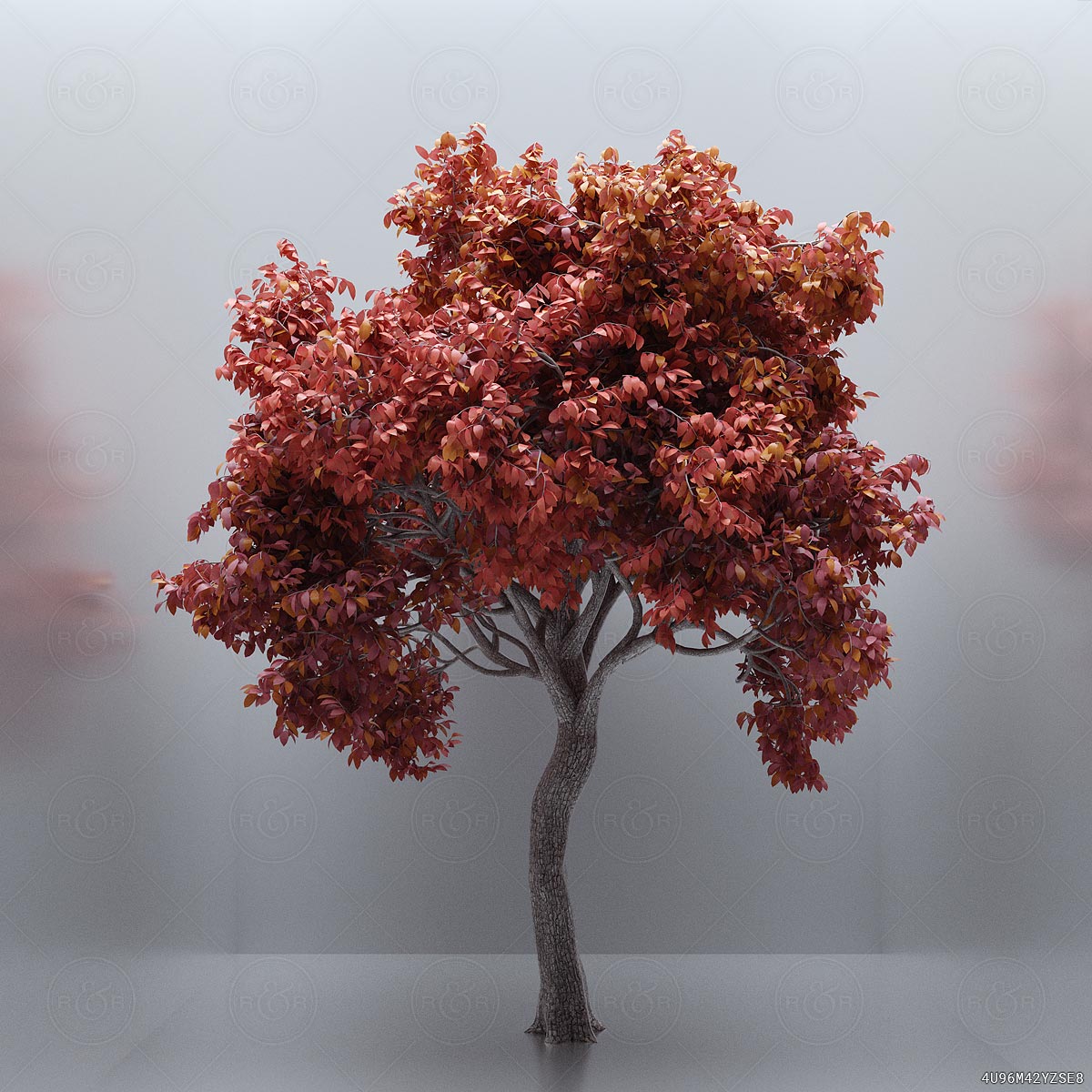 Singular Growth by Raw & Rendered